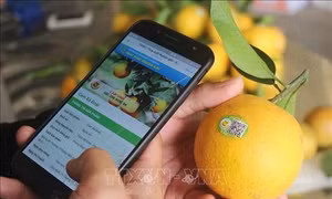 Mở rộng vùng chỉ dẫn địa lý cam Vinh