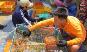 Hội thảo "Nuôi tôm hùm bền vững đạt hiệu quả cao tại các tỉnh miền Trung"
