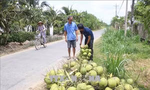 Bến Tre xây dựng chuỗi giá trị dừa