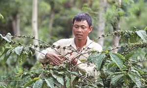 Kỹ thuật chăm sóc cây cà phê đầu mùa mưa