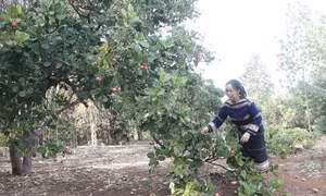 Nữ chi hội trưởng Rơ Chăm Hoa giỏi việc nước, đảm việc nhà