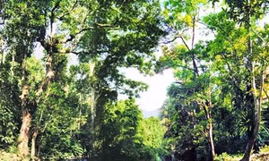 Phát triển du lịch sinh thái khu vực miền núi Nghệ An