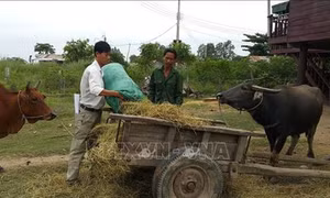 Hiệu quả phong trào "Một đảng viên giúp đỡ một hộ nghèo" ở Gia Lai