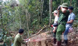 Lâm Đồng khẩn trương điều tra, xử lý các vụ phá rừng, chống người thi hành công vụ