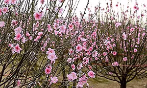 Ninh Bình độc đáo chợ hoa đào phai Đông Sơn