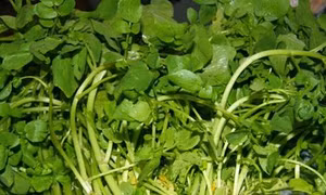 Top 8 thảo dược nên ăn để ngăn ngừa suy giãn tĩnh mạch