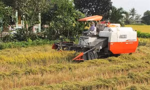 Long An: Nếp rớt giá, thương lái và doanh nghiệp lao đao