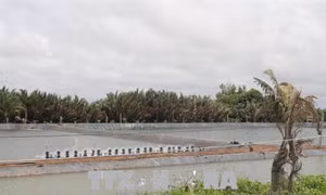 Đánh thức tiềm năng nuôi trồng thủy sản ven biển Gò Công