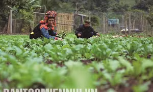 Ông Pờ Dần Sinh – Tấm gương làm kinh tế giỏi