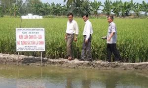 Ông Âu Văn On tiên phong xây dựng mô hình cá + lúa ở Hậu Mỹ Bắc A