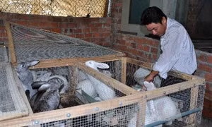 Một số điểm cần lưu ý trong chăn nuôi thỏ