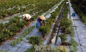 Cách phòng và trị bệnh cây ớt