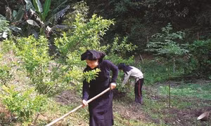 Chợ Đồn phát triển cây trồng hàng hóa