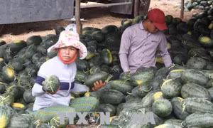Nông dân Trà Vinh trồng dưa hấu trái vụ lợi nhuận gần 140 triệu đồng/ha