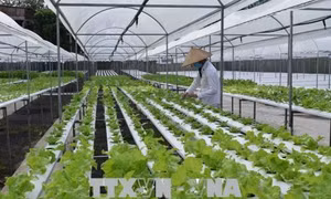 Làm gì để thu hút doanh nghiệp đầu tư vào nông nghiệp, nông thôn?