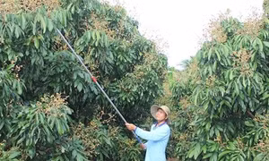 Anh Nguyễn Hữu Thanh trở thành tỷ phú từ chuyên canh cây nhãn