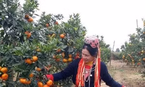 Bắc Giang nâng cao đời sống người dân vùng miền núi và dân tộc thiểu số