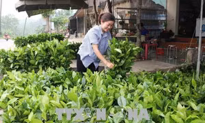 Nghệ An xây dựng thương hiệu chè Gay Anh Sơn