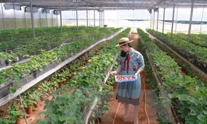 Phát triển nông nghiệp thông minh trong xu hướng cách mạng 4.0