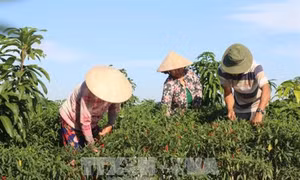 Nông dân xã Thượng Bì thu nhập cao từ ớt xuất khẩu