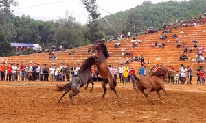 Hấp dẫn Giải đua ngựa, đấu ngựa truyền thống ở Tuyên Quang