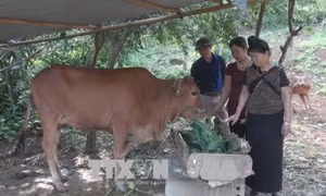 Hiệu quả chính sách hỗ trợ sản xuất đối với đồng bào dân tộc thiểu số huyện Sốp Cộp