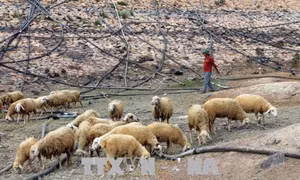 Tìm giải pháp phát triển chăn nuôi gia súc bền vững khu vực Nam Trung Bộ