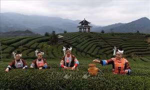 Uống trà thường xuyên giúp giảm nguy cơ gãy xương
