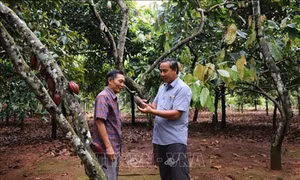 Tiền Giang phát triển bền vững cây ca cao