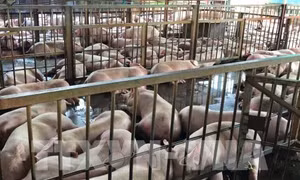 Cà Mau phát triển chăn nuôi theo hướng năng suất, chất lượng