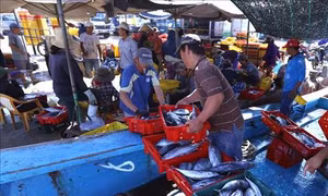 Công bố nhãn hiệu “Cá ngừ đại dương Bình Định”