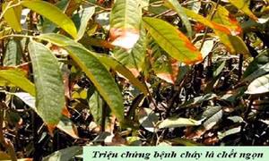 Cách phòng trừ bệnh cháy lá và chết ngọn trên sầu riêng