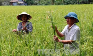 Những dịch bệnh hại cần chú ý trong tuần từ 3 – 9/4
