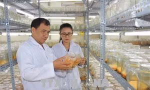 Chuyện về những doanh nhân cựu chiến binh (Bài 2)