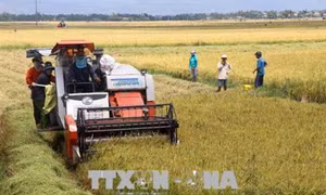 Giảm chi phí nhờ áp dụng cơ giới trong thu hoạch lúa