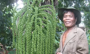 Cây của “Giàng” trên miền biên viễn