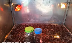 Tiêu sạch đảm bảo chất lượng, màu sắc được bà con nông dân trồng tiêu xã Nam Yang, huyện Đăk Đoa. Ảnh: Hồng Điệp - TTXVN