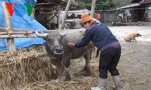 Bắc Kạn phòng chống rét cho đàn vật nuôi