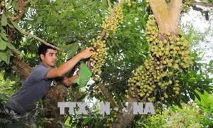 Ngọt ngon vị dâu xứ Truồi