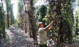Nông dân Đắk Nông điêu đứng vì tiêu chết hàng loạt