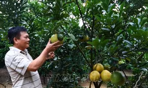 Hòa Bình chuyển đổi trên 2.000 ha đất lúa kém hiệu quả