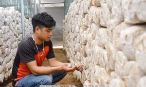 Đắk Lắk đồng hành cùng thanh niên lập thân, lập nghiệp