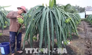 Phát triển cây thanh long trên vùng Đồng Tháp Mười
