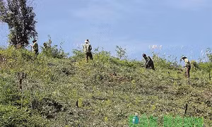 Đắk Nông đẩy nhanh tiến độ trồng rừng
