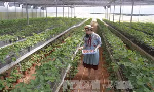 Xây dựng nông trường nông nghiệp công nghệ cao ở Đà Lạt