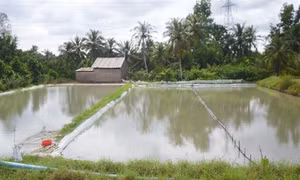 Biện pháp kỹ thuật kích thích cá rô phi, điêu hồng đẻ
