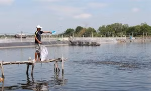 Phát triển bền vững ngành thủy sản Việt Nam (Bài 1)