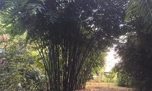 Hướng đi mới giúp nông dân có thu nhập cao từ rừng ở Thanh Hóa