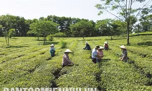Hà Nội dẫn đầu cả nước về xây dựng Nông thôn mới