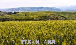 Thành tựu đột phá trong giải mã gien lúa mì
